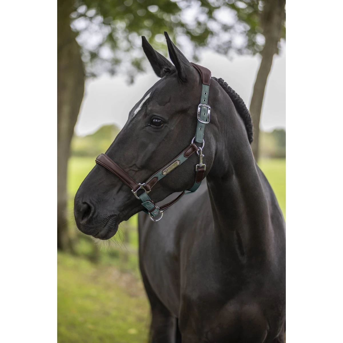 LeMieux Capella Headcollar – Sage - Image 2