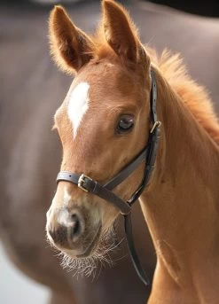 Shires Blenheim Leather Foal Slip