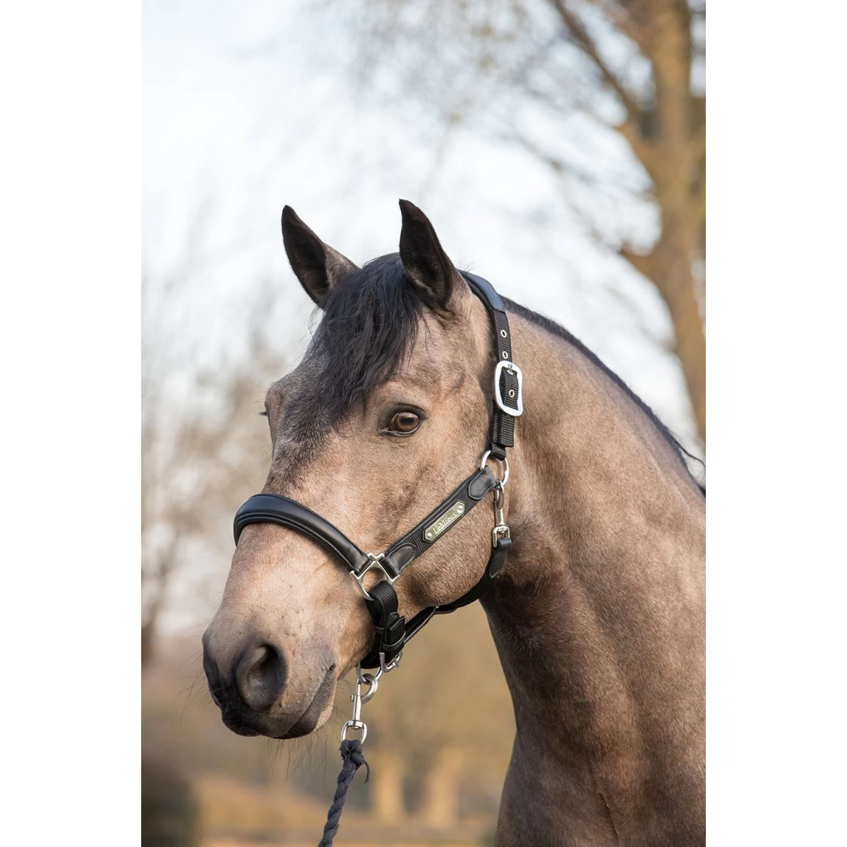 LeMieux Capella Headcollar – Black - Image 2