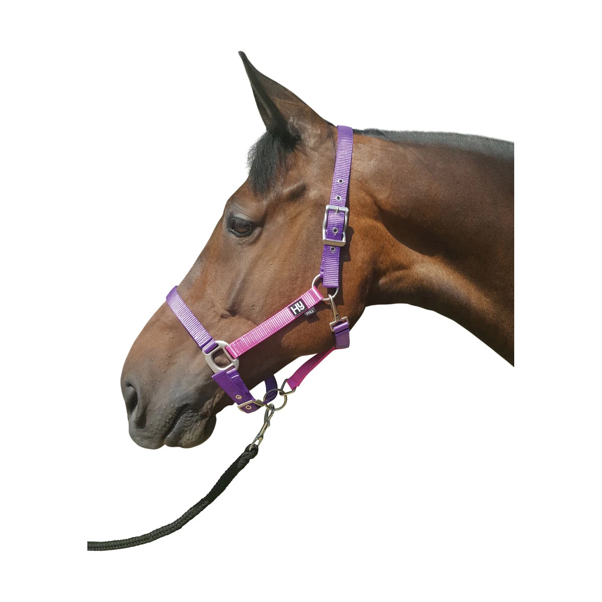 Hy Metallic Look HeadCollar - Image 2