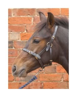 Hy Leather Foal Headcollar