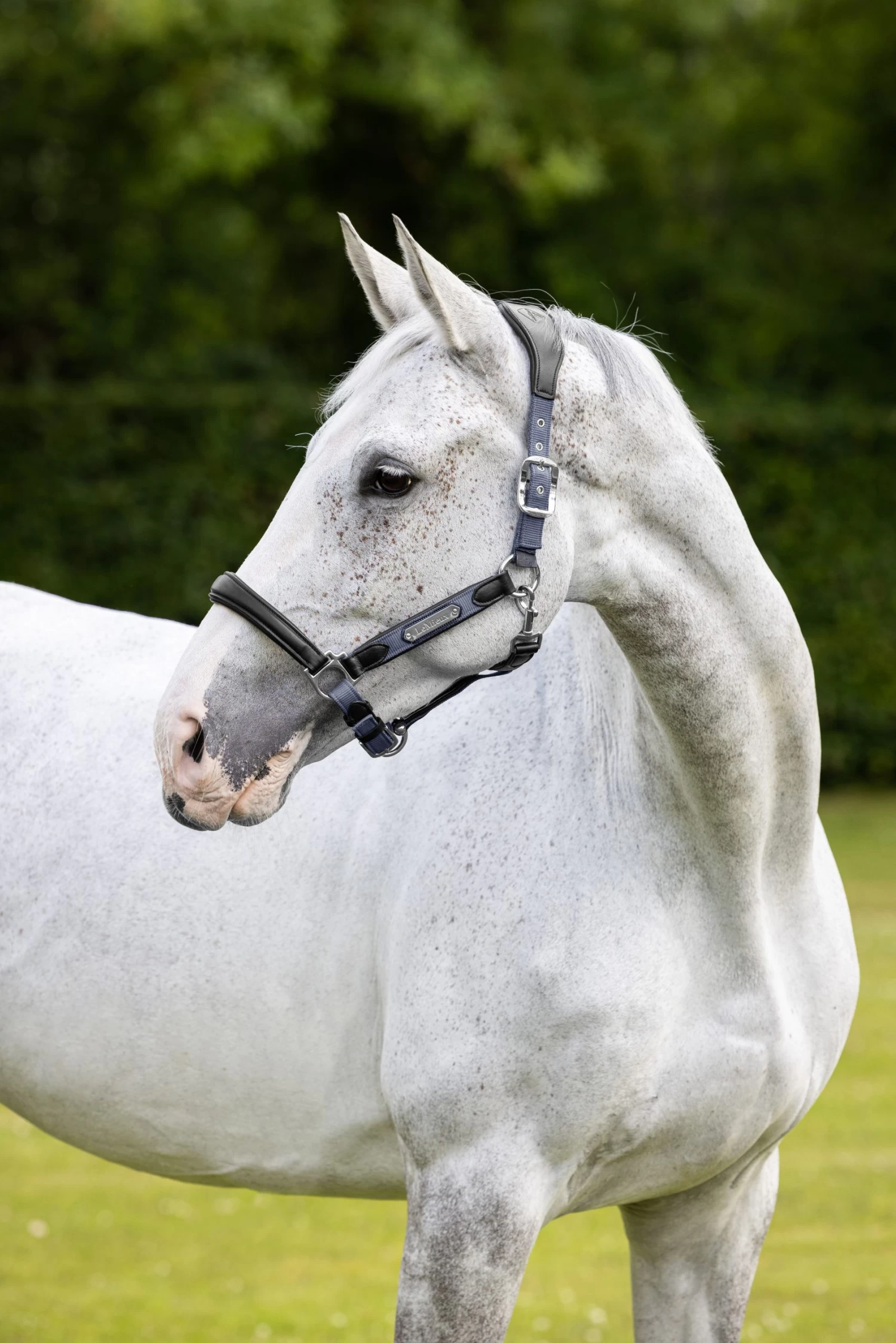 LeMieux Capella Headcollar – Jay Blue - Image 2