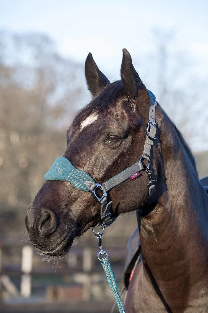 LeMieux Vogue Fleece Headcollar & Leadrope – Peacock/Grey